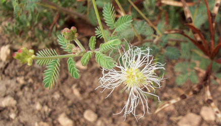 Velvet Bundleflower, Desmanthus velutinus (2)