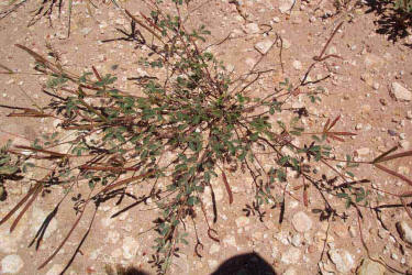 Velvet Bundleflower, Desmanthus velutinus (4)