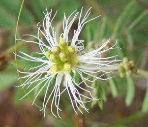 Velvet Bundleflower, Desmanthus velutinus