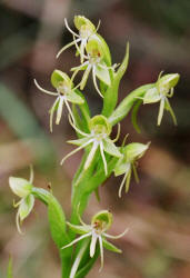 Water Spider Orchid, Habenaria repens, Hill (1)