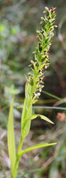 Water Spider Orchid, Habenaria repens, Hill (2)