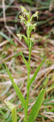 Water Spider Orchid, Habenaria repens, Hill
