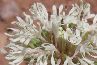 White Barbara's-buttons, Marshallia caespitosa (11)