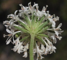 White Barbara's-buttons, Marshallia caespitosa (12)