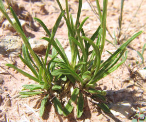 White Barbara's-buttons, Marshallia caespitosa (13)