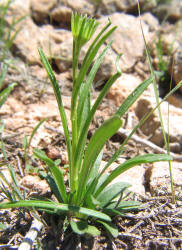 White Barbara's-buttons, Marshallia caespitosa (14)