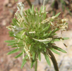 White Barbara's-buttons, Marshallia caespitosa (8)