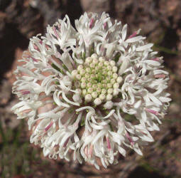 White Barbara's-buttons, Marshallia caespitosa