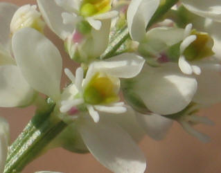 White Milkwort, Polygala alba (7)