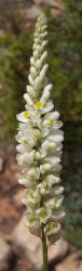 White Milkwort, Polygala alba