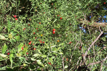 White Nightshade, Solanum triquetrum (4)