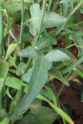 White Nightshade, Solanum triquetrum (5)