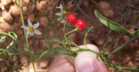 White Nightshade, Solanum triquetrum