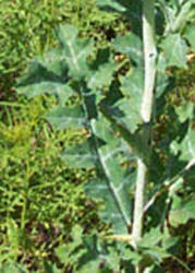 White Prickly Poppy, Argemone albiflora (1)