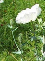 White Prickly Poppy, Argemone albiflora (2)