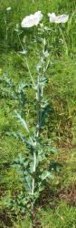 White Prickly Poppy, Argemone albiflora