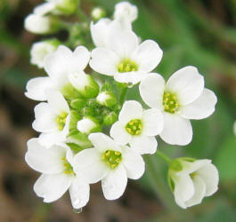 Whitlow-grass, Draba cuneifolia (1)