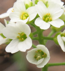 Whitlow-grass, Draba cuneifolia (2)