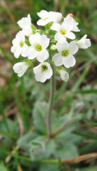 Whitlow-grass, Draba cuneifolia