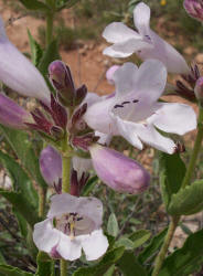 Wild Foxglove, Penstemon cobaea (1)