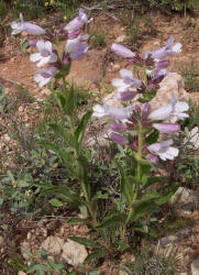 Wild Foxglove, Penstemon cobaea (2)