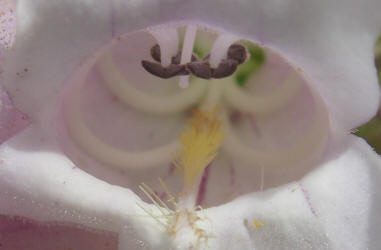 Wild Foxglove, Penstemon cobaea (20)
