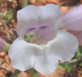 Wild Foxglove, Penstemon cobaea (4)