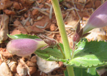 Wild Foxglove, Penstemon cobaea (9)