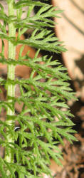 Yarrow, Achillea millefolium (1)