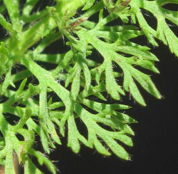 Yarrow, Achillea millefolium (2)