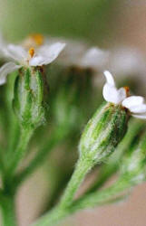 Yarrow, Achillea millefolium, Hill (1)