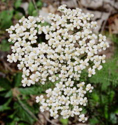 Yarrow, Achillea millefolium, Hill