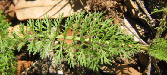 Yarrow, Achillea millefolium