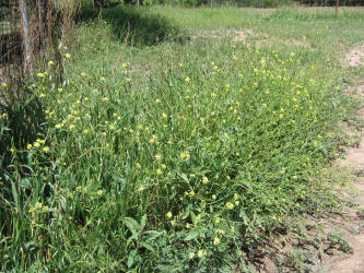 Annual Bastard Cabbage, Rapistrum rugosum (6)