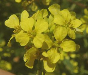 Annual Bastard Cabbage, Rapistrum rugosum