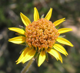 Awnless Bush Sunflower, Simsia calva (10)