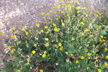 Awnless Bush Sunflower, Simsia calva (4)