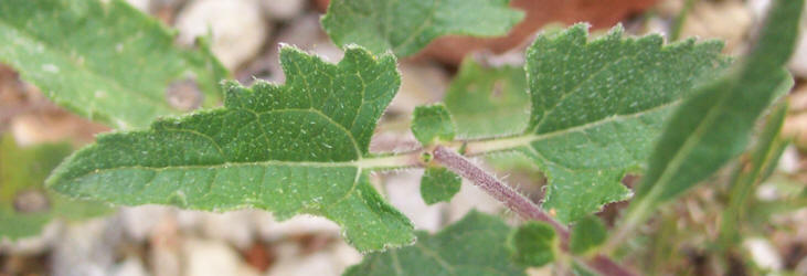 Awnless Bush Sunflower, Simsia calva (8)