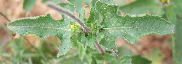 Awnless Bush Sunflower, Simsia calva (9)