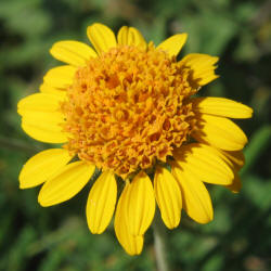 Awnless Bush Sunflower, Simsia calva, Val Verde