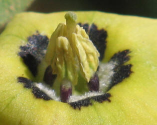 Beach Ground-cherry, Physalis cinerascens (7)