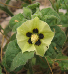 Beach Ground-cherry, Physalis cinerascens