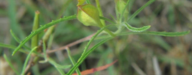 Berlander's Sundrops, Calylophus  berlandieri, CA (2)