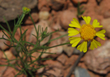 Bitterweed, Helenium amarum (1)