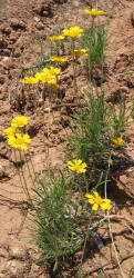 Bitterweed, Helenium amarum (2)