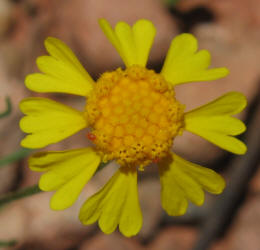 Bitterweed, Helenium amarum