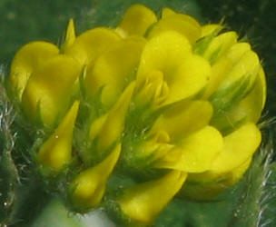 Black Medick, Medicago lupulina (1)