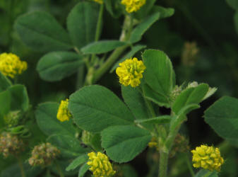 Black Medick, Medicago lupulina (2)