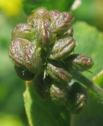 Black Medick, Medicago lupulina (4)