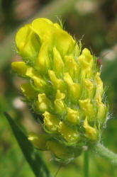 Black Medick, Medicago lupulina